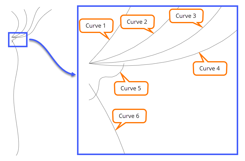 The main contour curves of the rose